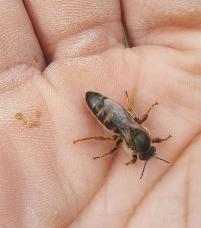 abeja reina fecundada iberica Apis Mellifera Iberiensis
