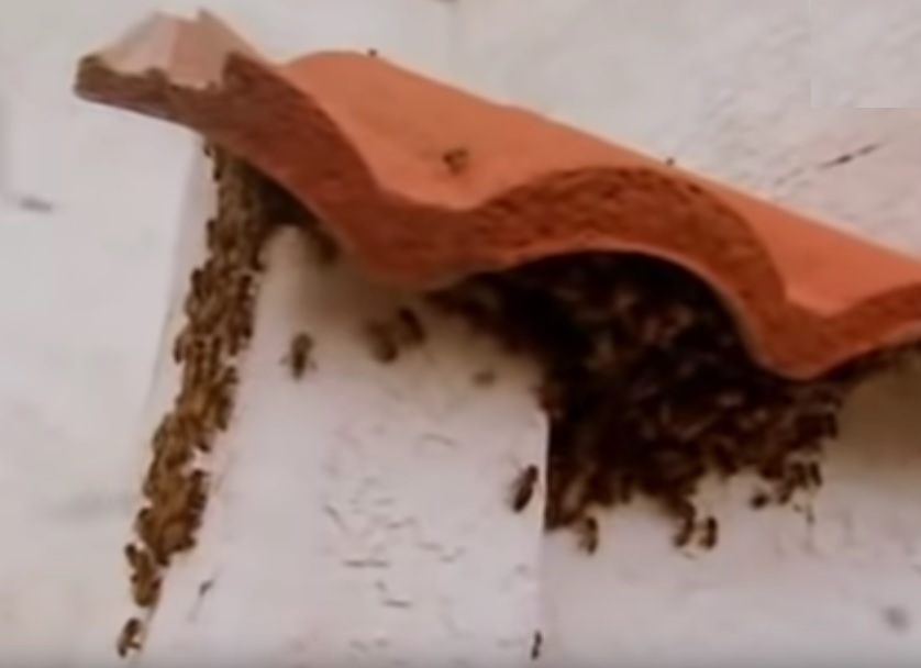abejas africanas enjambre