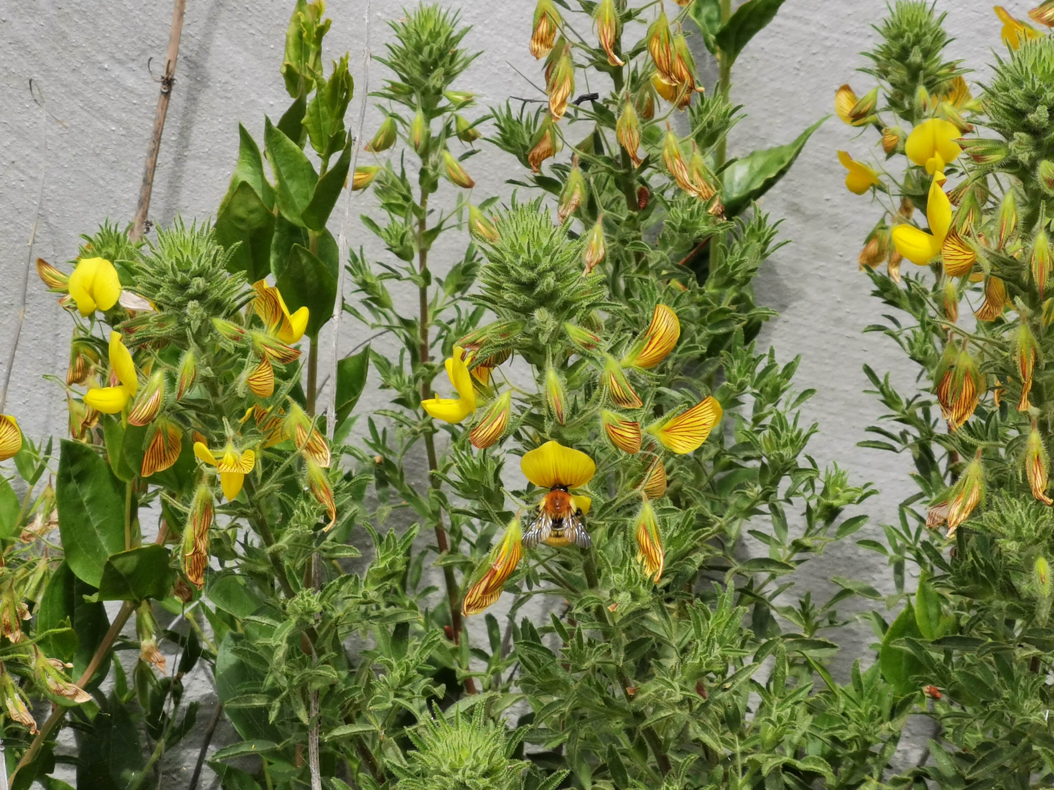 jardines balcones y terrazas con preciosas flores para ayudar a las abejas y a los insectos a polinizar