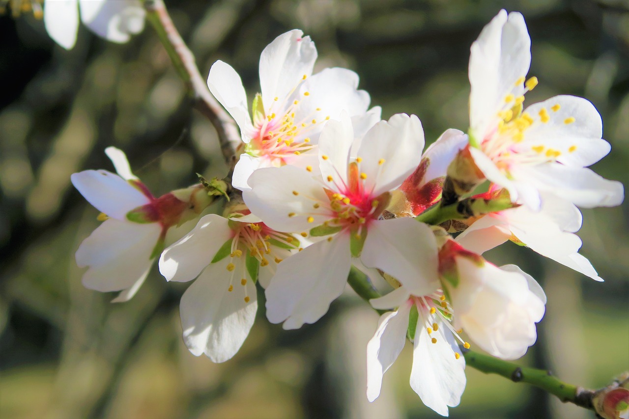 Flor de almendro de donde las abejas extraen polen y miel para hacer miel de almendro