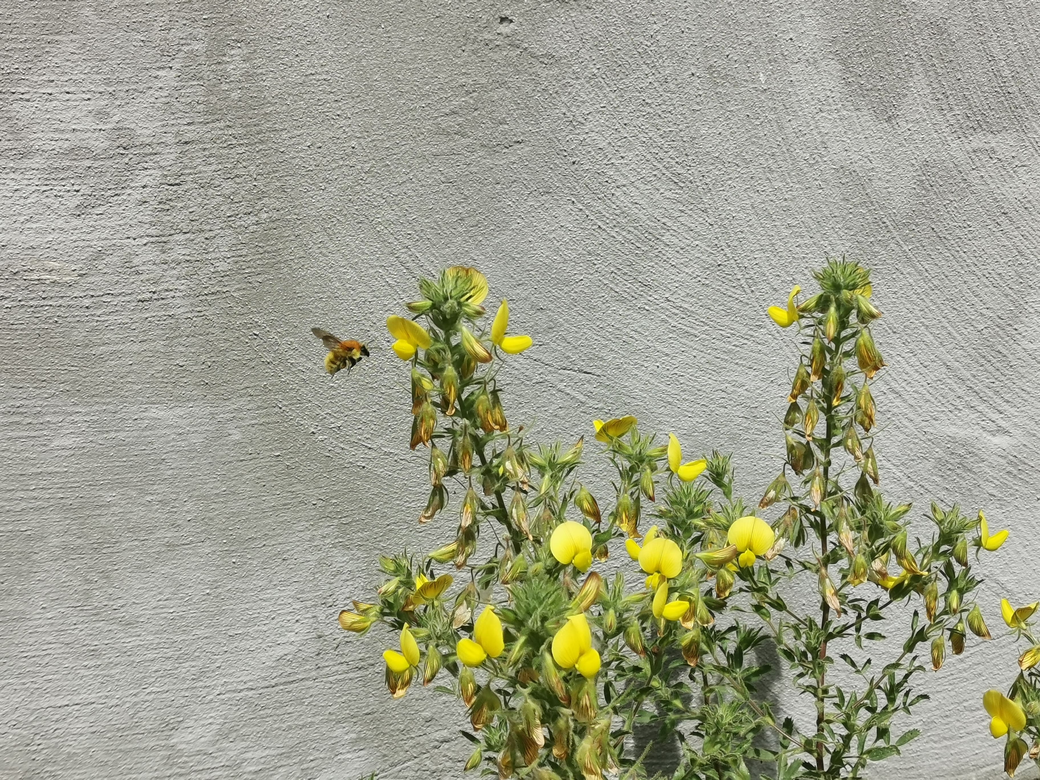 biodiversidad de flores y plantas florales en el jardin para favorecer a las abejas e insectos polinizadores