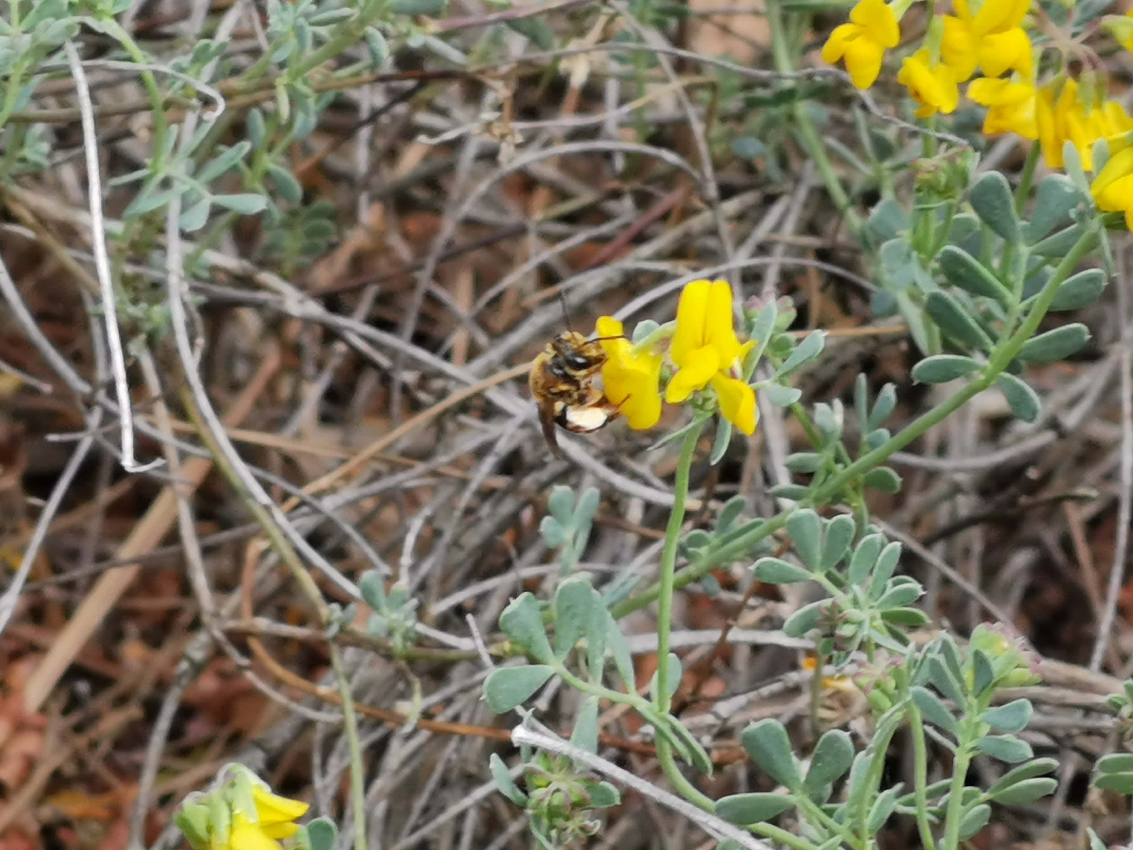 los insectos y las abejas agradecen un jardin terraza o balcon con flores
