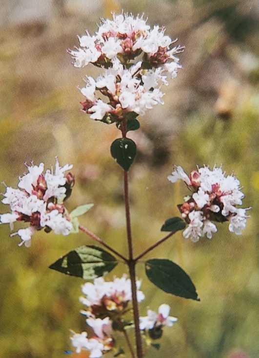 Flor de oregano las abejas pecoreadoras recolectan nectar