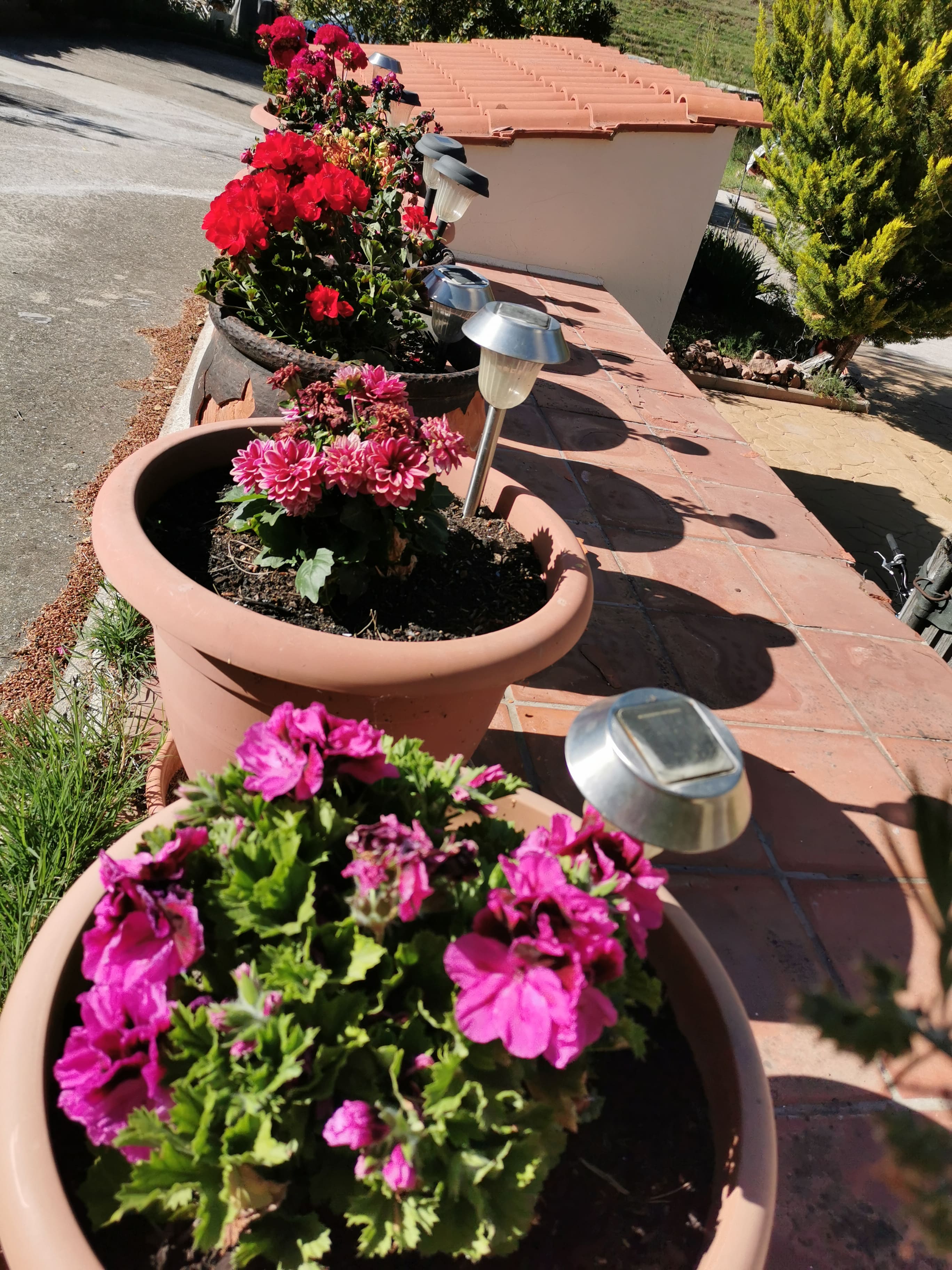 Flores plantadas en el jardin