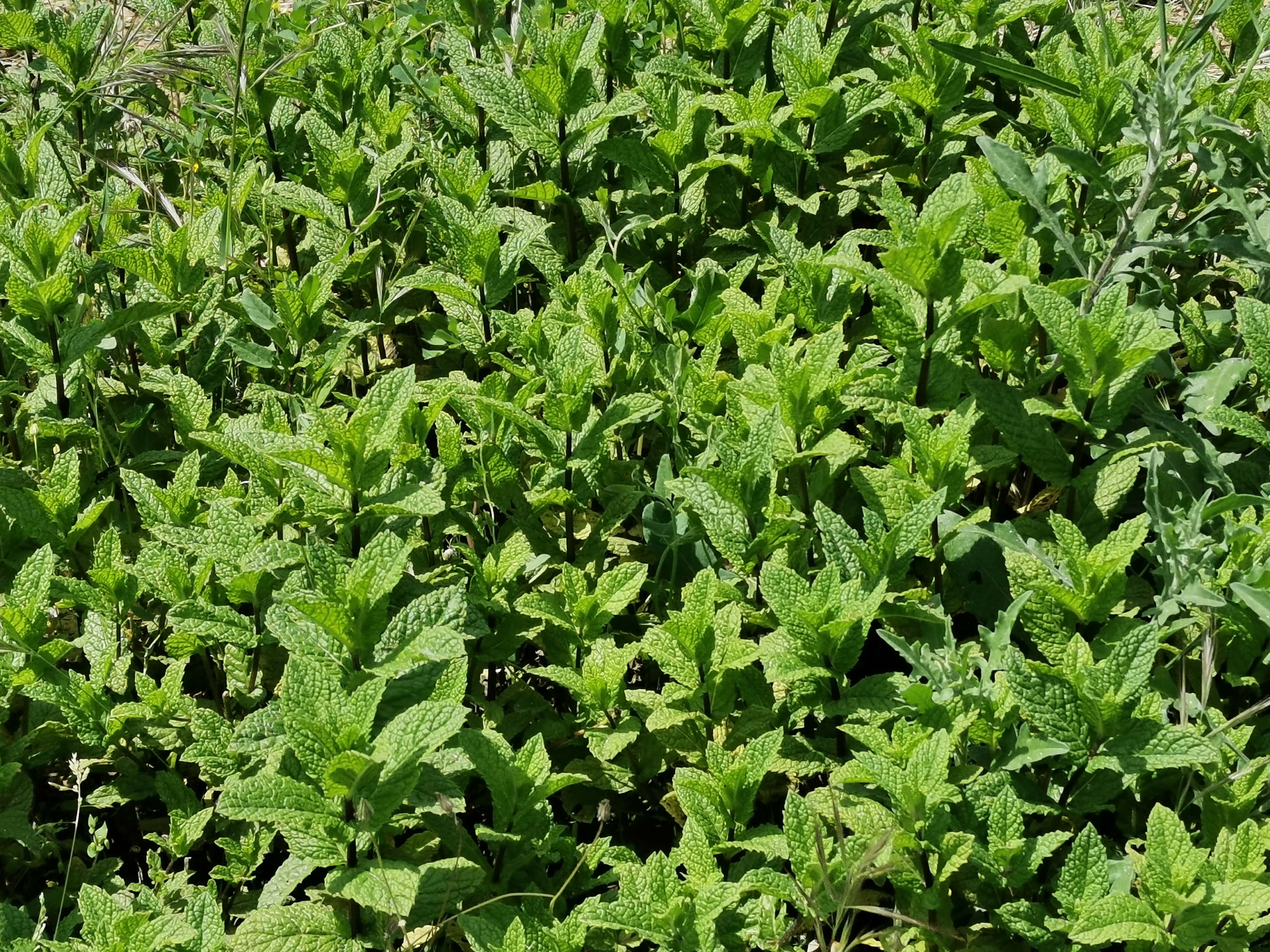 Plantar menta en el jardin