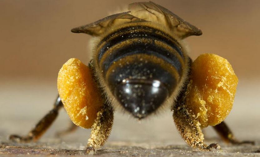 polen de abejas patas traseras